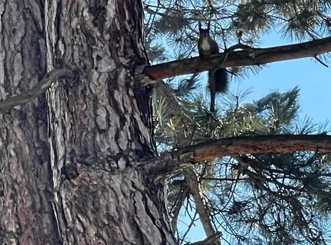 Nikol Deluxe Appartement *